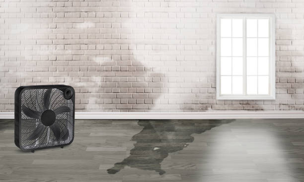 Best Basement water damage restoration  in Murfreesboro, AR